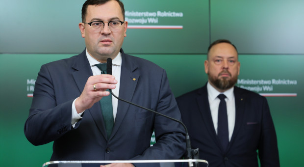 Martwy dzik z ASF. Możliwy sabotaż w sercu hodowli trzody. "Każdy wątek jest badany”