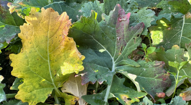 Czy rzepak miał tej jesieni dobre warunki do rozwoju?