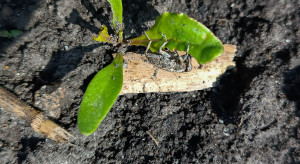 Szarek komośnik kontra buraki cukrowe. Nierówna walka o każdy hektar plantacji