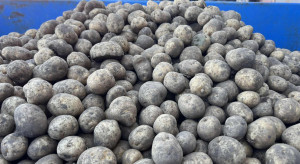 Kierunki produkcji ziemniaka w Polsce. Wyzwania i szanse na 2026 rok