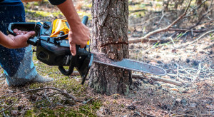 60 dni i koniec. Nowe przepisy dla wycinki drzew