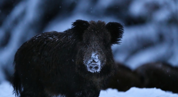 Złe wieści z powiatu piotrkowskiego. Są kolejne dziki z ASF