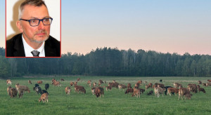 Produkcja bydła mięsnego w Polsce ma wielkie możliwości