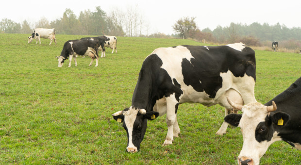 Polskie mleczarstwo w obliczu kryzysu. Szansa w produktach wysokomarżowych i rynkach azjatyckich