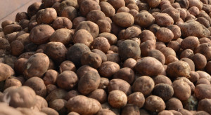 Kryzys na rynku ziemniaków w Polsce. "Rolników nie stać nawet na utylizację"
