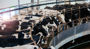 Ceny mleka w 2026 będą spadać. Popyt nie nadąża za nadpodażą. Zobacz prognozę analityków