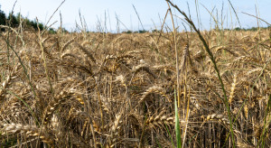 Prognozy cen pszenicy i kukurydzy na 2026 r. Ceny pod presją nadwyżki