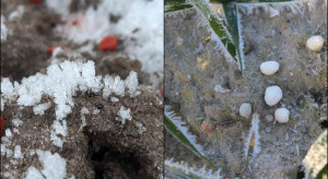 Jakie nawozy można aplikować zimą? Istnieje co najmniej kilka możliwości