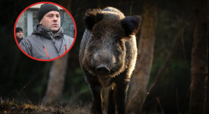 Terka: Jest szansa na przełom w walce z ASF. Co z odstrzałem dzików?