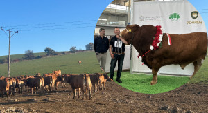 Jak wyhodować i sprzedać byka za 100000 zł?