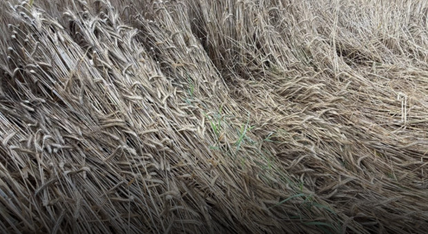 Ten rok stał pod znakiem trudnych zbiorów. Kradzione żniwa, mokra kukurydza