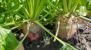 Rolnicy czują się oszukani. MHR proponuje 3 rozwiązania. 12 stycznia spotkanie plantatorów i członków zarządu spółki