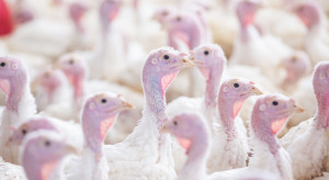 Akt oskarżenia dla producenta indyków spod Siedlec. Grozi mu gigantyczna kara