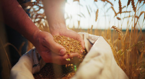 Rynek pszenicy w 2025. Od cen, przez plony i zbiory, po prognozy na 2026 rok
