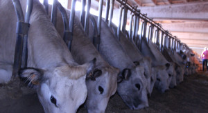 Chińskie cła na wołowinę mogą mieć zasięg globalny. Analiza Jacka Strzeleckiego