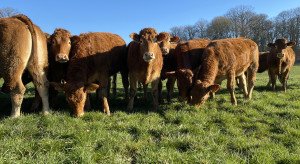 Chińczycy rozdają karty na globalnym rynku wołowym