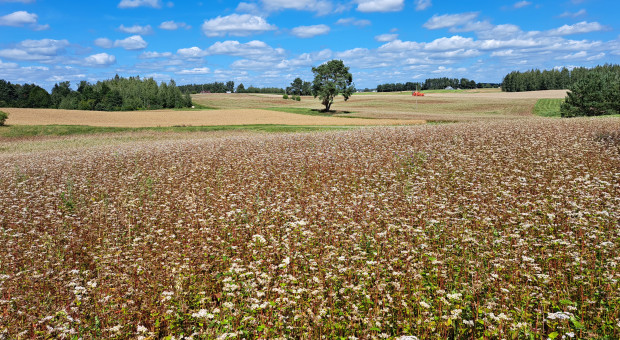 Krajowy Fundusz Stabilizacji Cen w rolnictwie. Co jeszcze zapowiada 2026 r.?