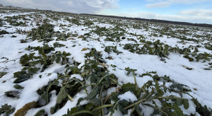 Napowietrzanie rzepaku na śniegu? Ocenia prof. Korbas