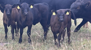 Oto ceny bydła w skupach. Dobre wieści dla rolników