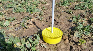 Po mrozach to te szkodniki zaatakują oziminy jako pierwsze