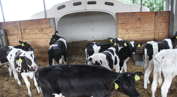 Oto 2 najczęstsze przyczyny upadków cieląt. Prof. Gołębiewski radzi, jak ich unikać