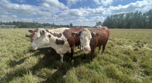 Stabilizacja cen bydła w skupach. Rolnicy wstrzymują się ze sprzedażą. Najnowszy raport