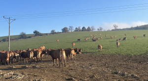 Wysokie ceny bydła. Jak z cenami materiału do opasu? [RAPORT Z 15 STYCZNIA]