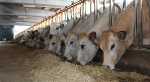 Ceny bydła z 20 stycznia 2026. Bydła brakuje, ale cenowy przełom nie nadchodzi