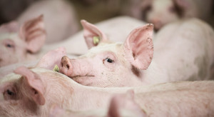 Rolnicy z powiatu piotrkowskiego w kropce. Sprzedaż świń graniczy z cudem