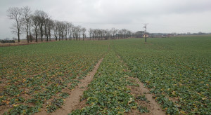 Rola biostymulacji w regeneracji ozimin na przedwiośniu