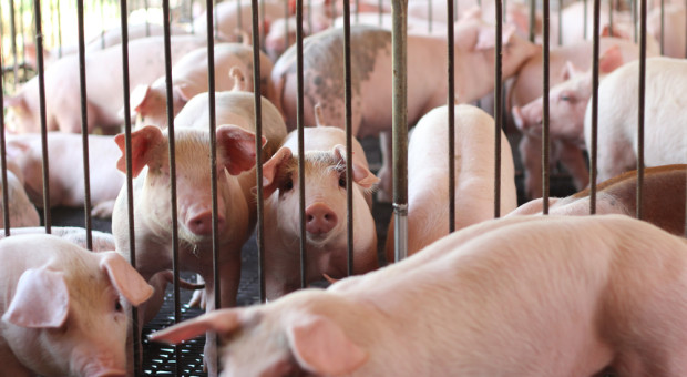 Czarniak: Dobrze, że zdobywamy nowe rynki, ale musi mieć to przełożenie na sytuację hodowców