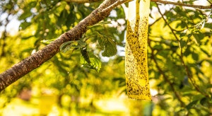 Silny mróz ograniczy populację szkodników w sezonie 2026? Odpowiada prof. Mrówczyński