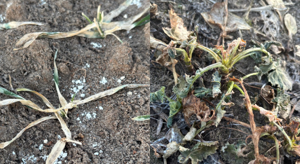 Rolnicy z Wielkopolski notują uszkodzenia ozimin. Przyszłość upraw niepewna