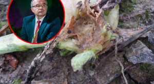 Prof. Szczepaniak: rzepak w niepewnej kondycji. Przedwiośnie pokaże skalę strat i możliwości regeneracji