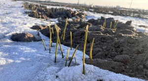 Czy przezimuje pszenica po kukurydzy? Jeśli tak, to jak zaplanować jej nawożenie azotem?