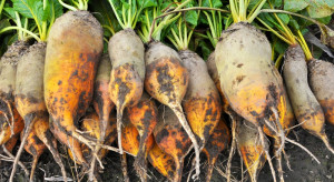 MHR porozumiała się z rolnikami. 7 zł/kg nasion buraka i 10 tys. zł za hektar plantacji nasiennej w toku produkcji