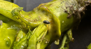 Jak chronić rzepak przed chowaczami, gdy prawie nie ma czym?