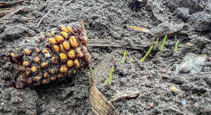 Odchwaszczanie pszenicy ozimej po kukurydzy