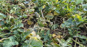 Kiedy bor w rzepaku? Dwa kluczowe warunki