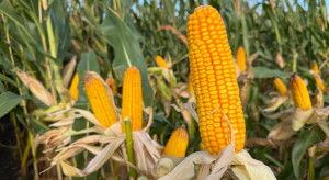 Kukurydza w UE może być deficytowa? Prognozowany bardzo niski areał uprawy