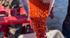 Po wymagającym 2025 r. burak cukrowy staje przed wyzwaniami kolejnego sezonu