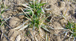 Jak szybko działają nawozy? Wyjaśnia prof. Szczepaniak