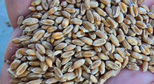 Skup to główny kanał sprzedaży rolników. Wyniki pierwszego Ogólnopolskiego Badania Farmera