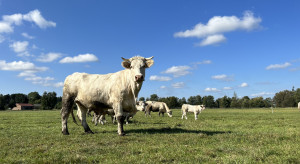 Ceny bydła z 10 lutego wciąż stabilne. Niska podaż dyktuje warunki na rynku wołowiny