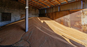 Polska tonie w zbożu? Eksport nie nadąża. "To Egipt powinien być naszym priorytetem"