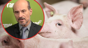 „Nawet najlepsi nie wychodzą na zero”. Dr hab. Tomasz Schwarz o dramacie producentów świń