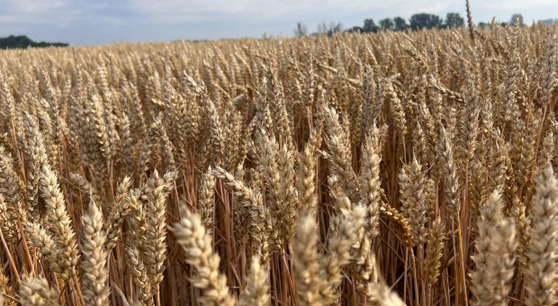 [9.04] Ceny zbóż w skupach. Rzepak mocno w dół, pszenica stabilna