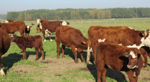 Krótszy łańcuch, większy dobrostan. Ubój pastwiskowy wraca do debaty