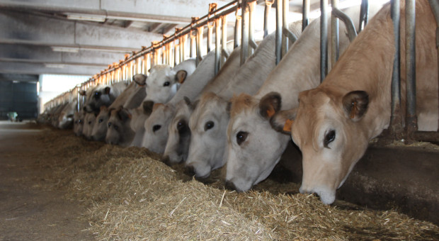 Średnie przyrosty do 2 kg dziennie. Hodowca wymienia zalety opasu na sucho