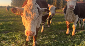 [17.02] Ceny bydła utknęły w martwym punkcie. Pogoda głównym reżyserem podaży